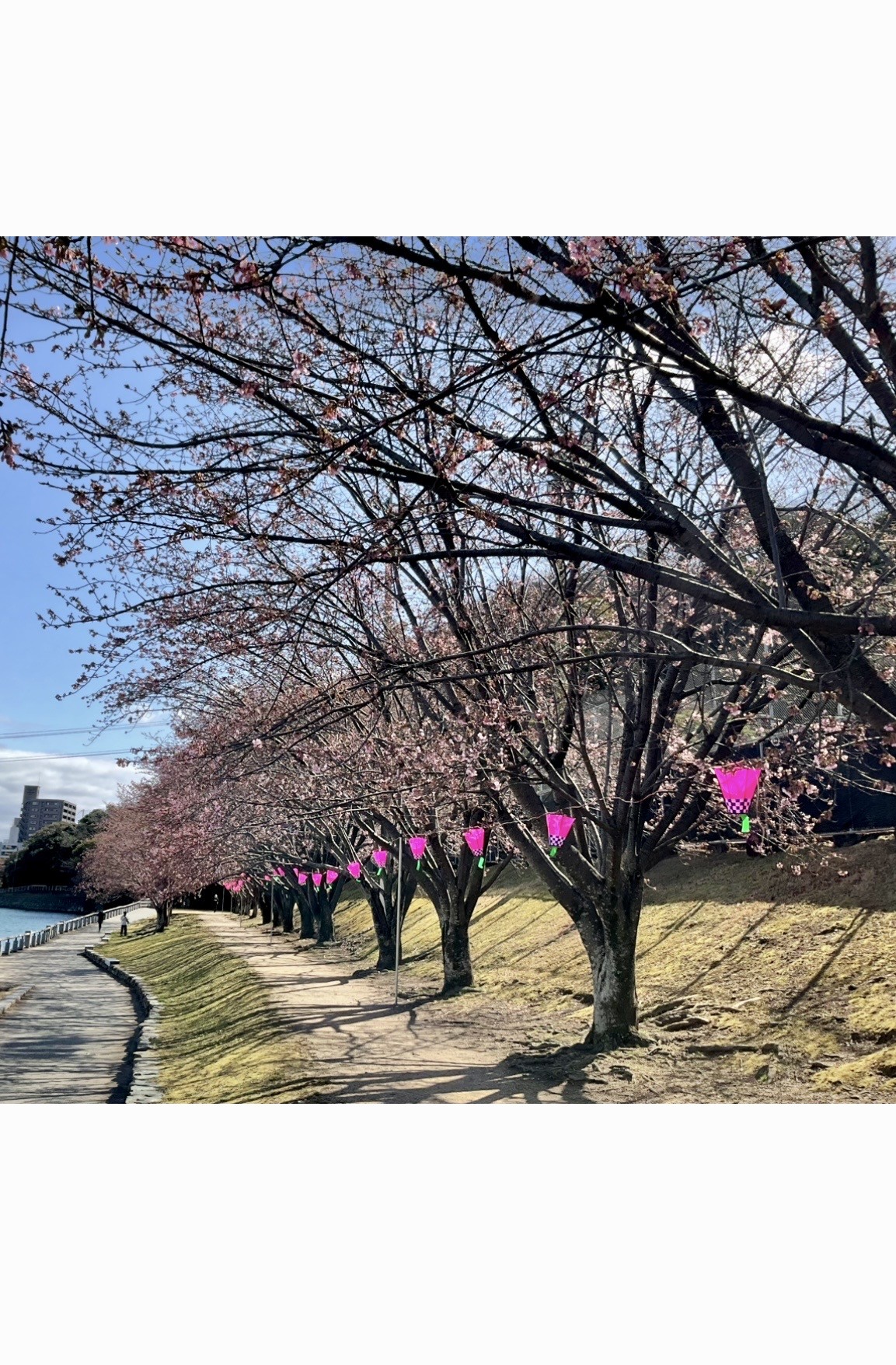 徳島中央公園　助任川沿い